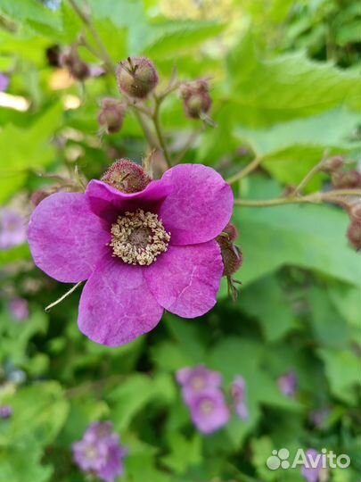 Малиноклен