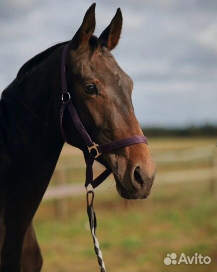 Жеребец импорт