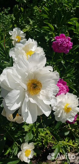 Пионы саженцы