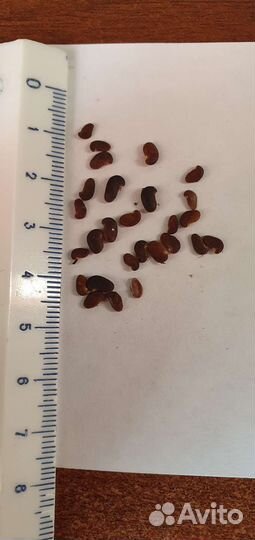 Акация розовая