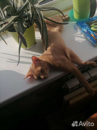 Абиссинец (вязка)