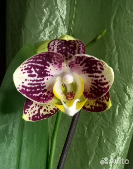 Орхидея Пиниф