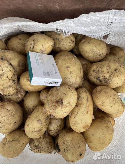 Овощи оптом