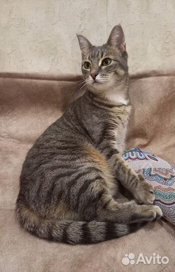 Кошка в добрые руки