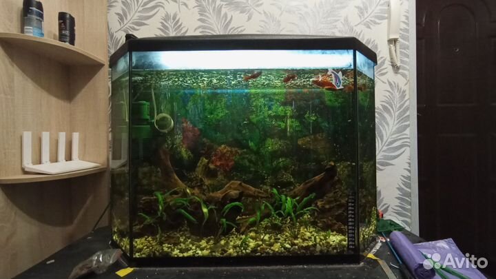 Аквариум с рыбками