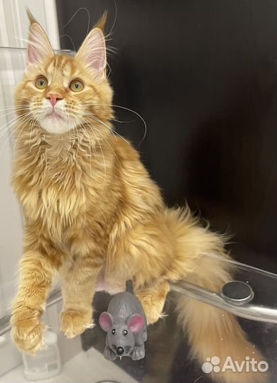 Котята мейн-кун