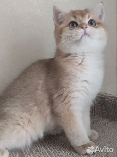 Мальчик британец золотой