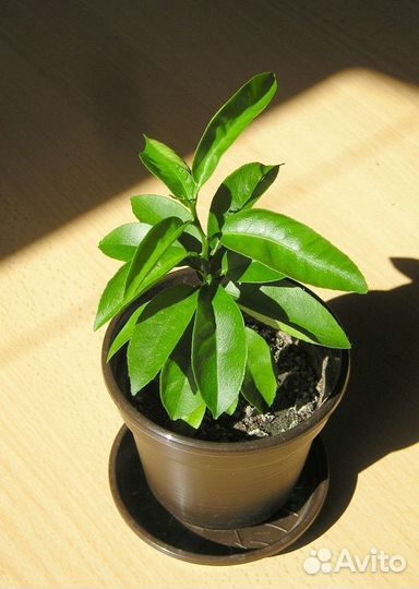 Саженцы Черенки лимона