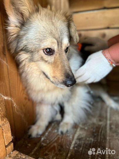 Собака Пушинка в добрые руки