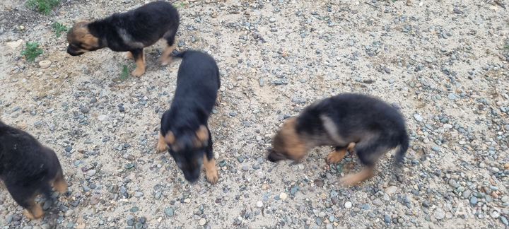 Щенки