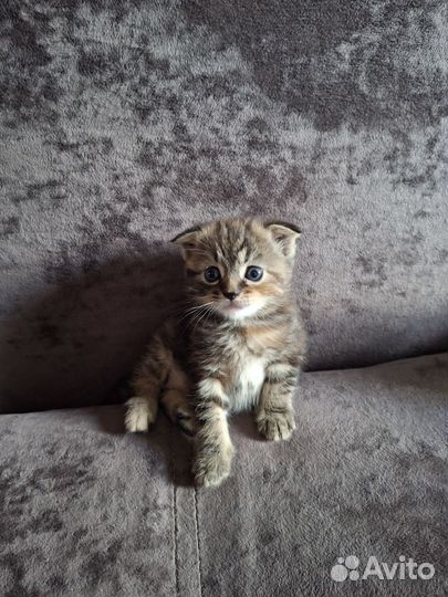 Кошечка скоттиш фолд