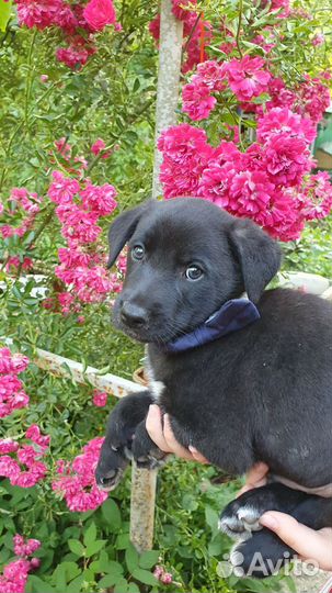 Щенки в добрые руки