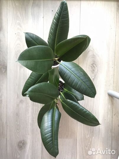 Фикус, юкка