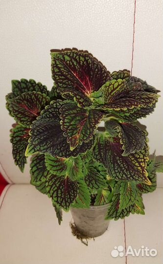 Колеус,сингониум,традесканция,амарилис