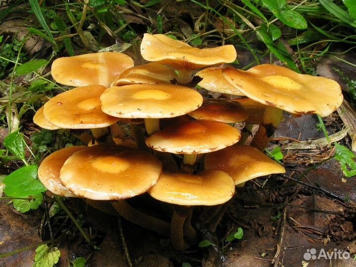 Грибная рассада опят летних