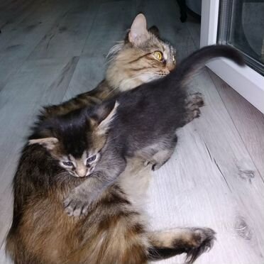 Сомалийский котёнок