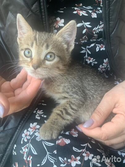 Котята шотландские
