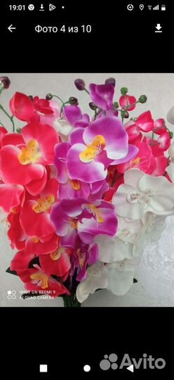Орхидея фаленопсис