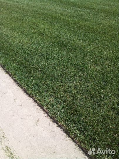 Рулонный газон с доставкой