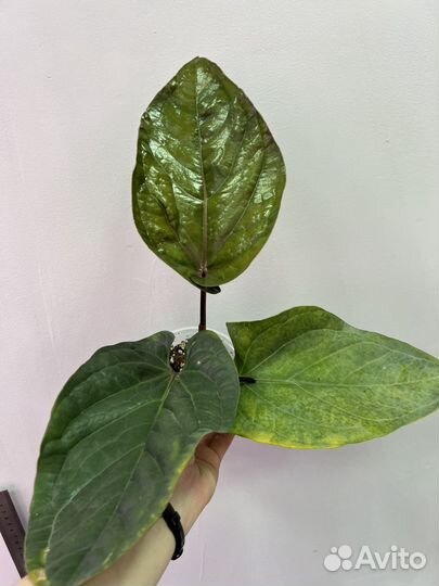 Антуриум гибрид