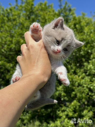 Красивый котенок девочка