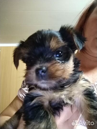 Мини ерки щенки