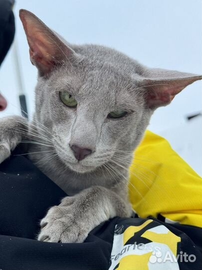 Семья ориенталов