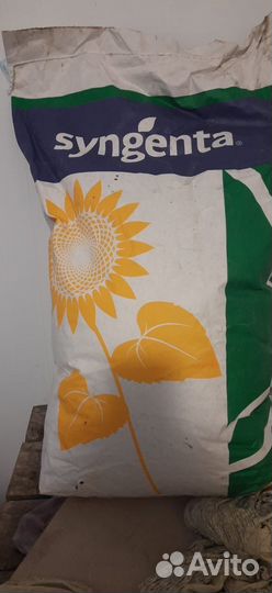 Семена подсолнечника