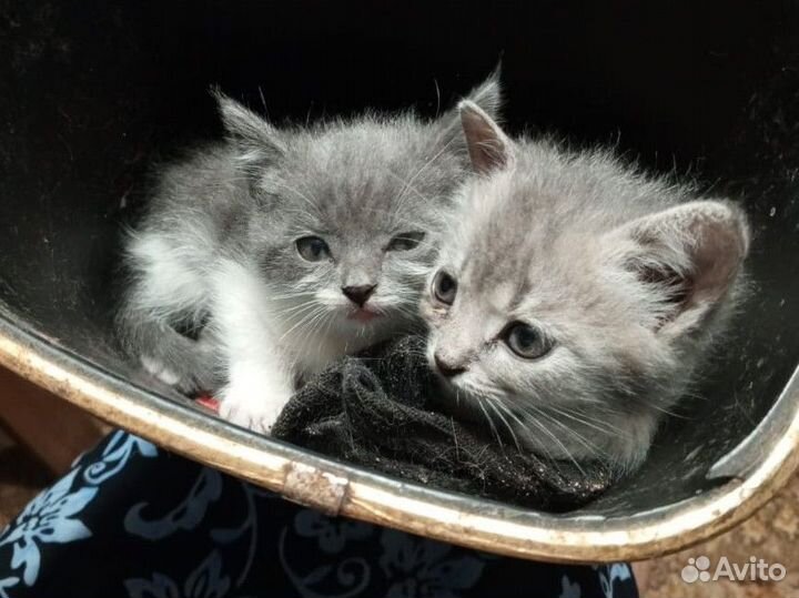 Две деревенские ласковые кошечки