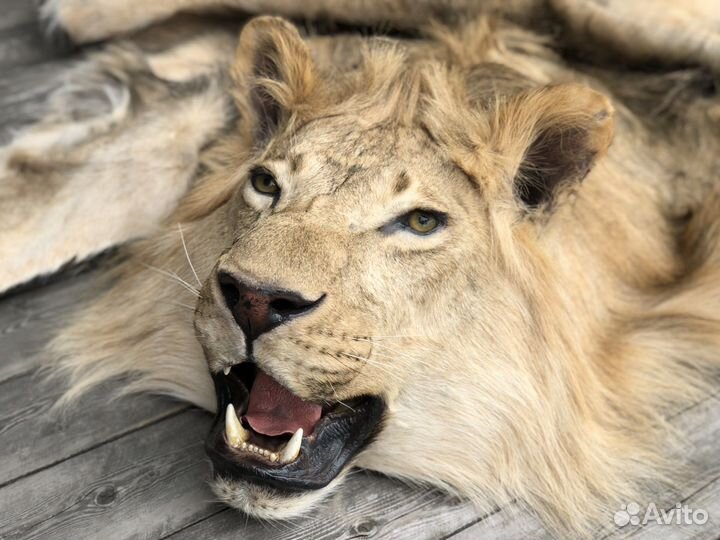 Чучело/шкура