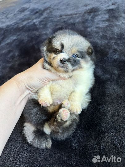 Мультиколор голубые глаза щенки шпица