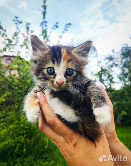 Котенок Камиллочка 1,5 мес