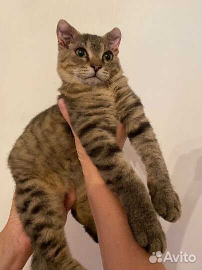 Котенок-девочка