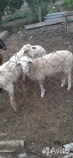 Ягнята баранчики на откорм