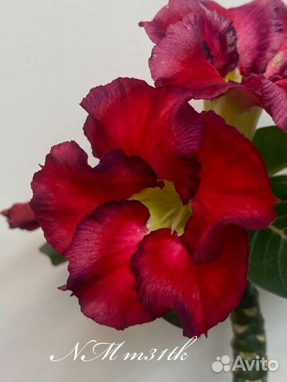 Адениум мини