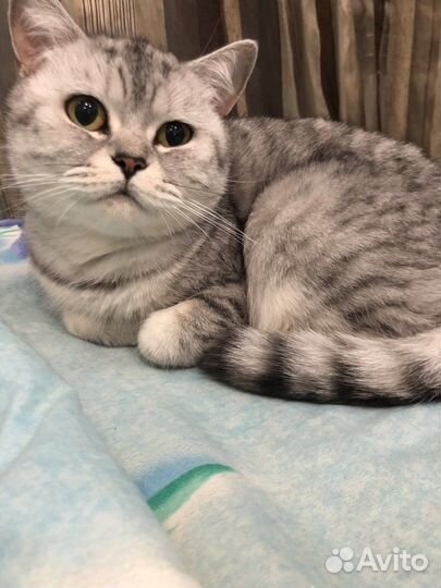 Шотландская кошка