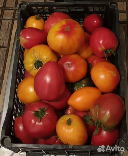 Помидоры домашние