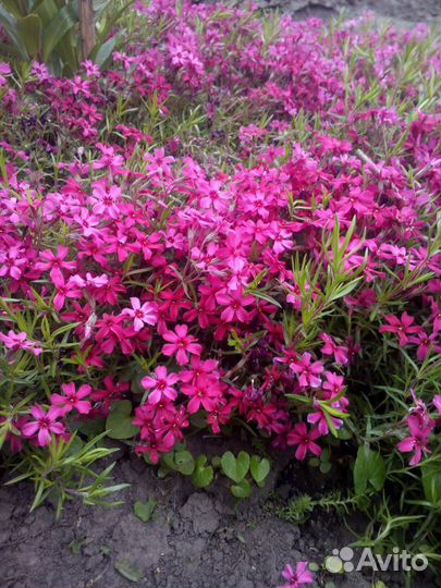 Флокс шиловидный