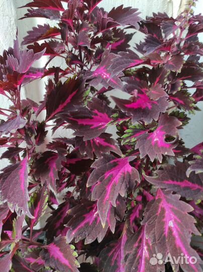 Гацания, колеус, фикус пумила, плющ