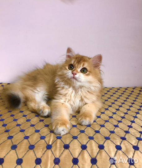 Британский мальчик