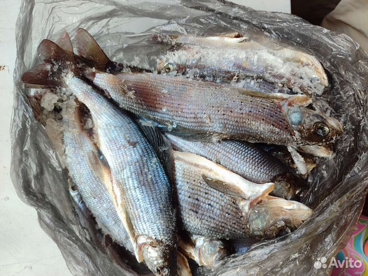 Рыба хариус