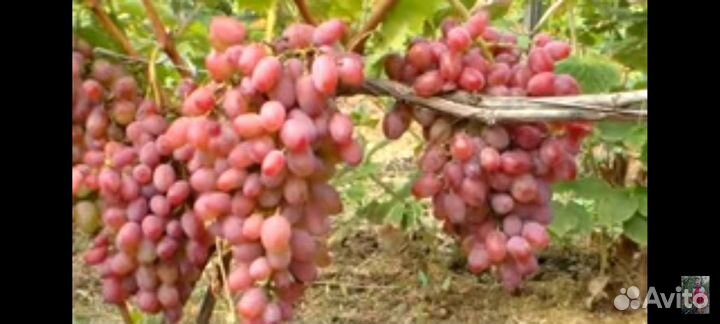 Саженцы и черенки винограда