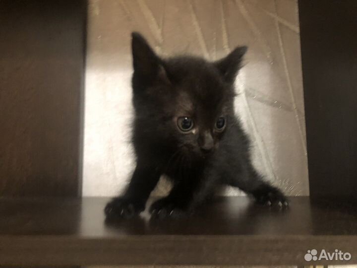 Котятки