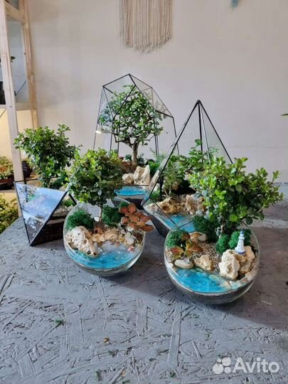 Флорариумы с бонсаями (шоу-рум)