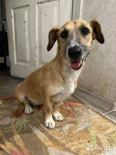 Собака в добрые руки отдам бесплатно