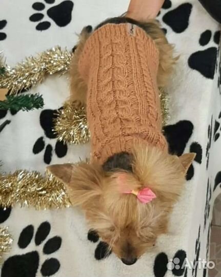 Одежда для маленьких собак