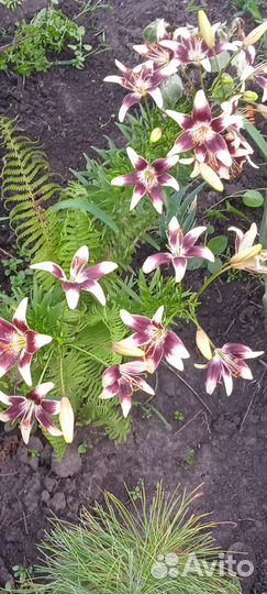 Лилии сортовые, Лилейники