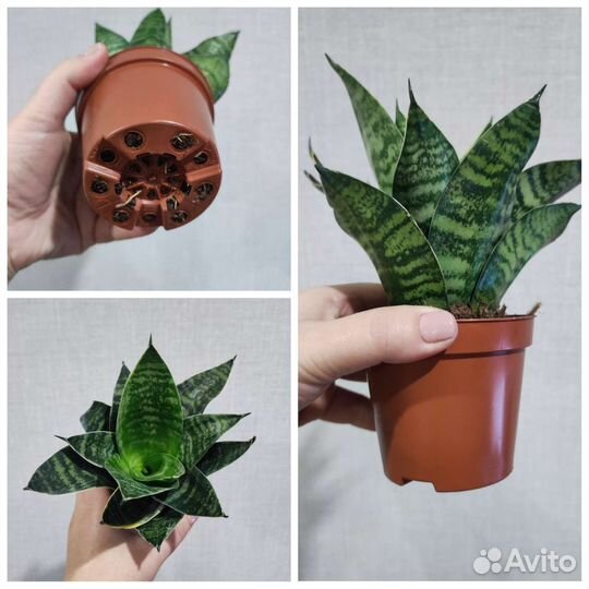 Сансевиерия ханни разных сотов