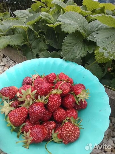 Рассада клубники и ремонтантной малины