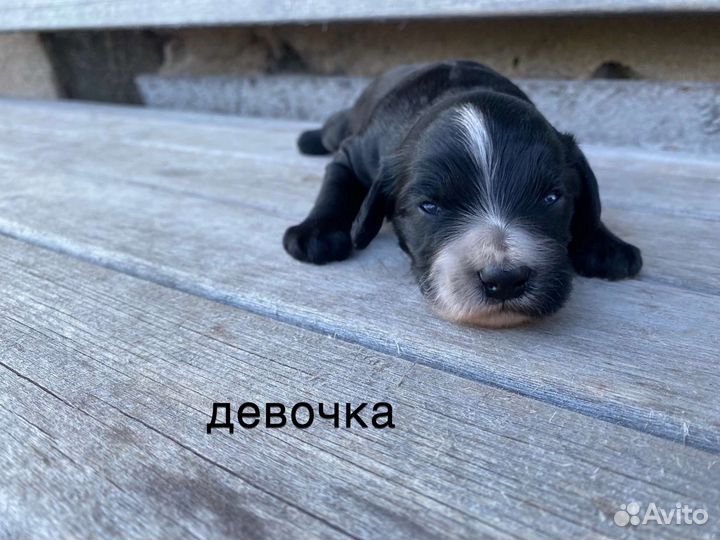 Собаки щенки русский охотничий спаниель метис
